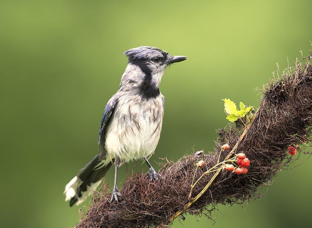 Голубая сойка - Blue Jay