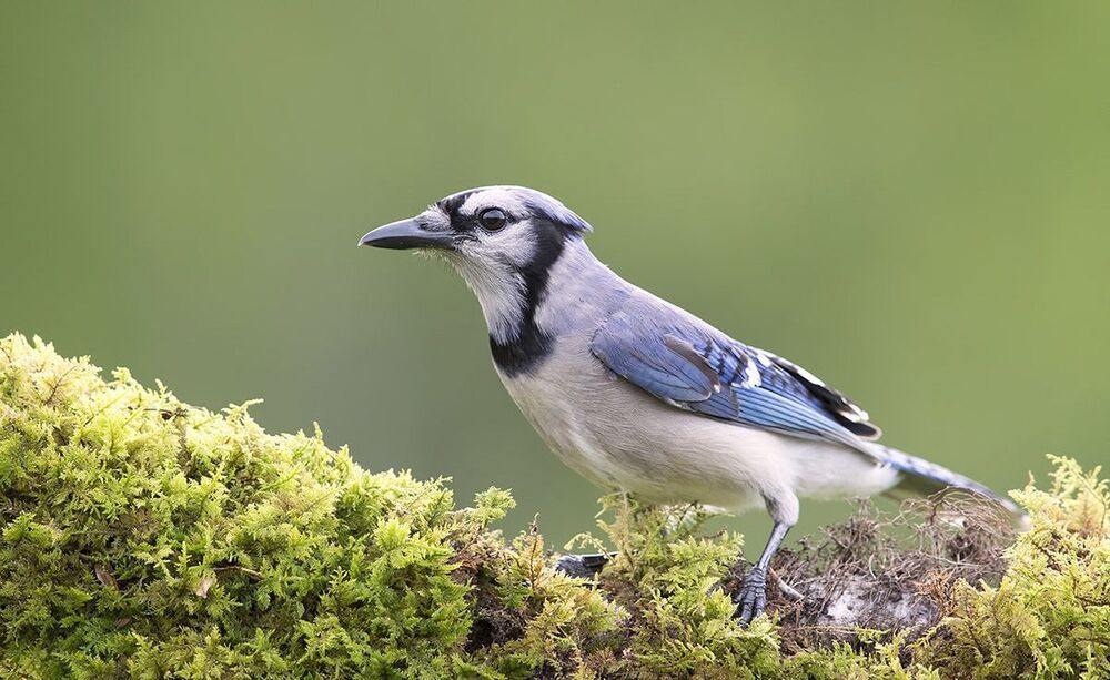 Голубая сойка - Blue Jay