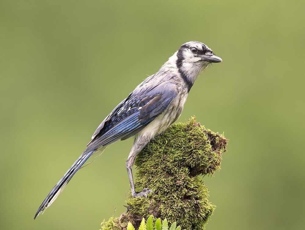 Голубая сойка - Blue Jay