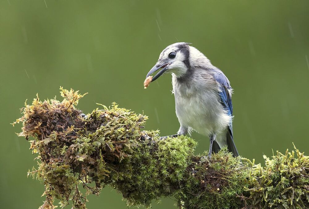 Голубая сойка - Blue Jay