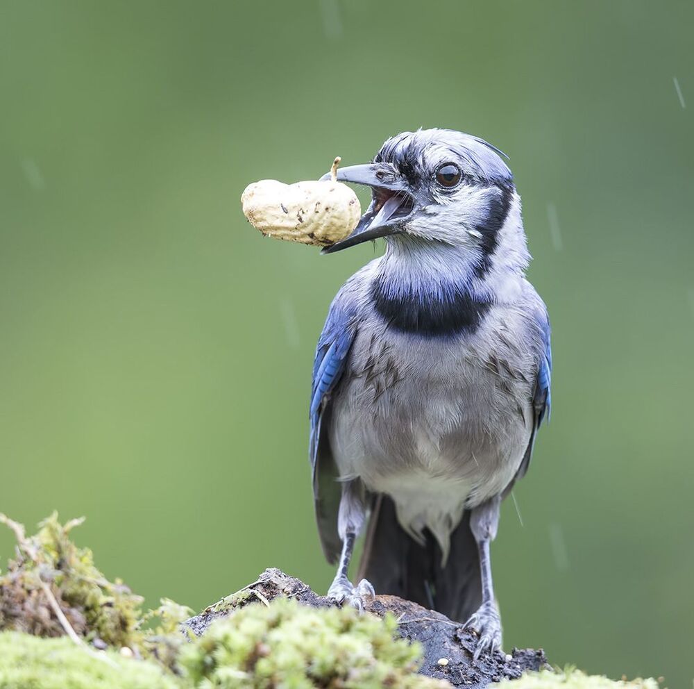 Голубая сойка - Blue Jay