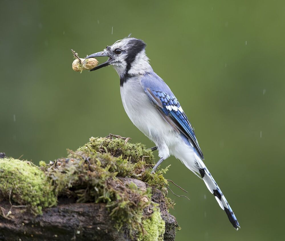 Голубая сойка - Blue Jay