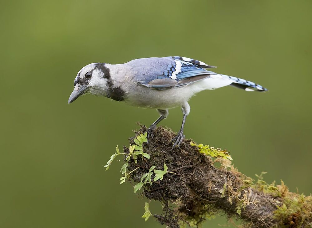 Голубая сойка - Blue Jay