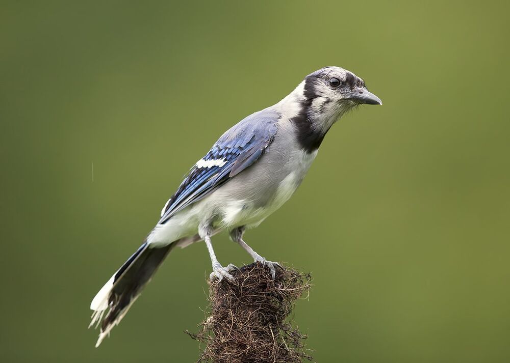 Голубая сойка - Blue Jay