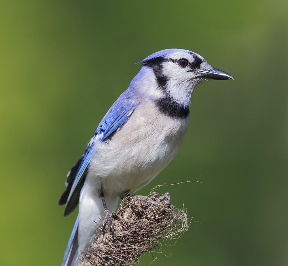 Голубая сойка - Blue Jay