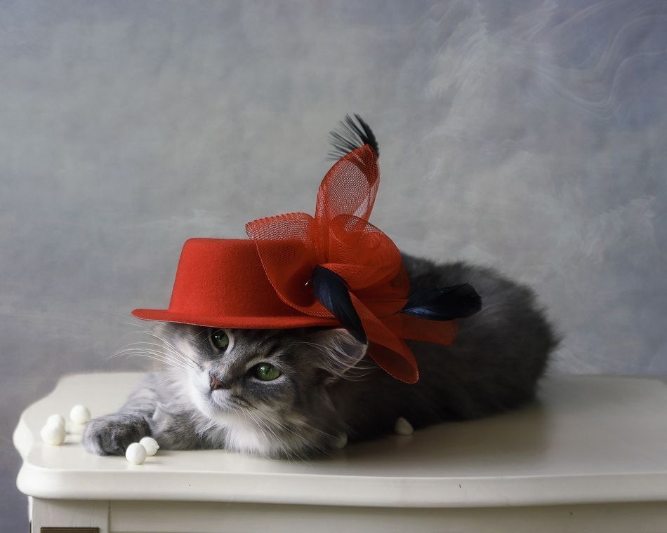 Котомодель