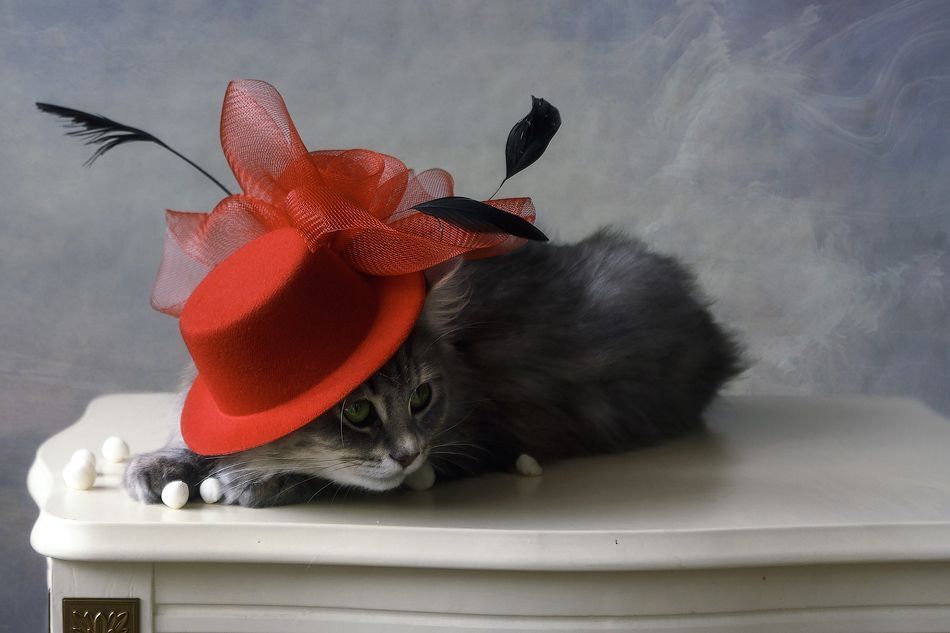 Котомодель