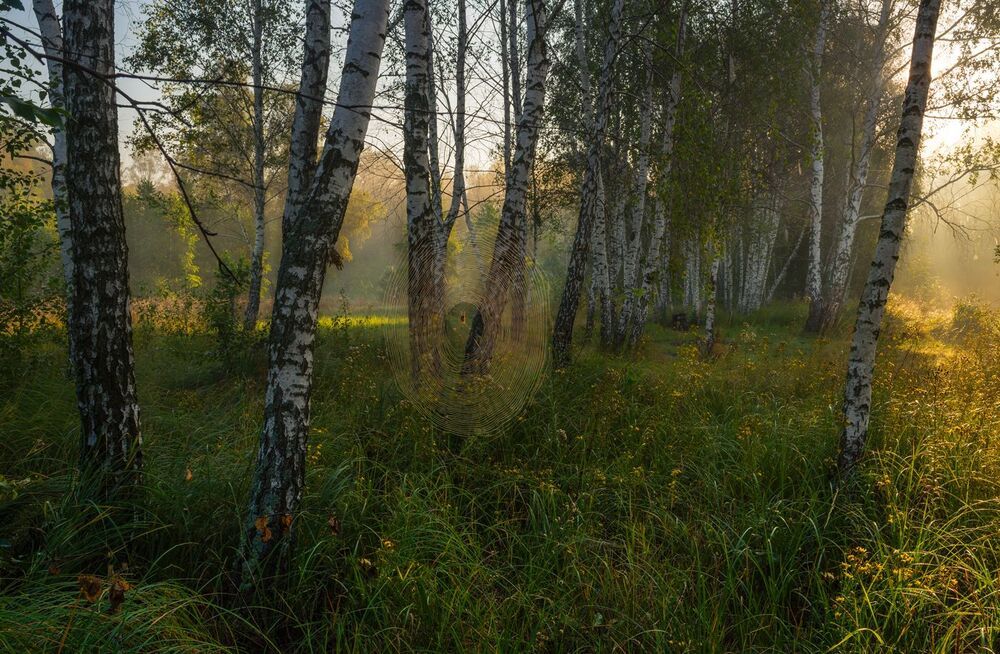 Упало солнце в шелковые травы