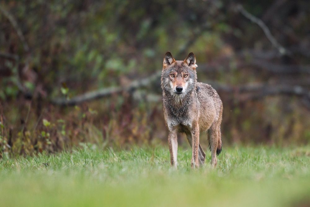 Eye to eye with a wolf
