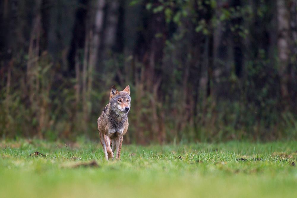 Eye to eye with a wolf