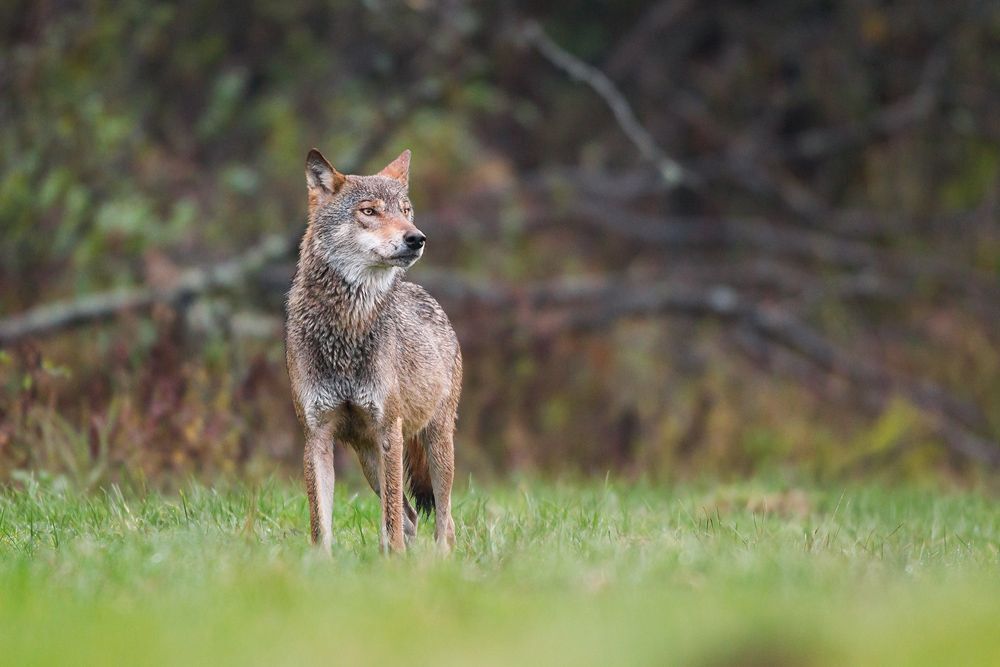 Eye to eye with a wolf