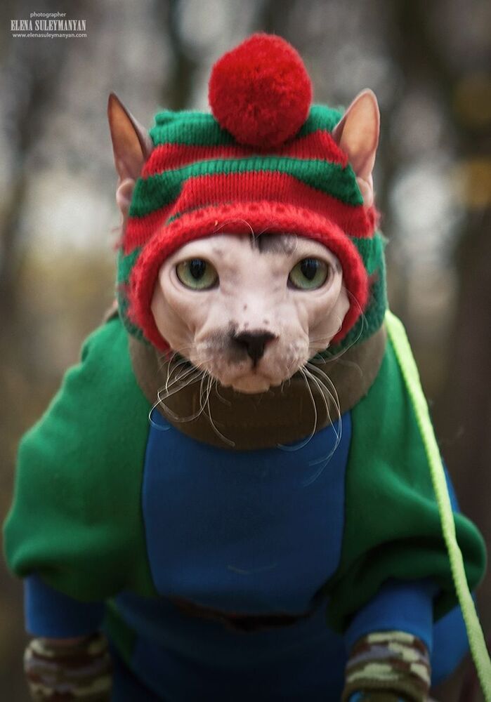 Кот в сапогах ))