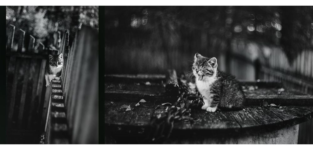Котейка