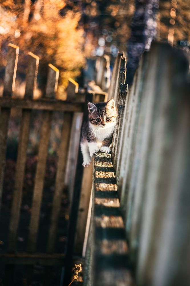 Котейка