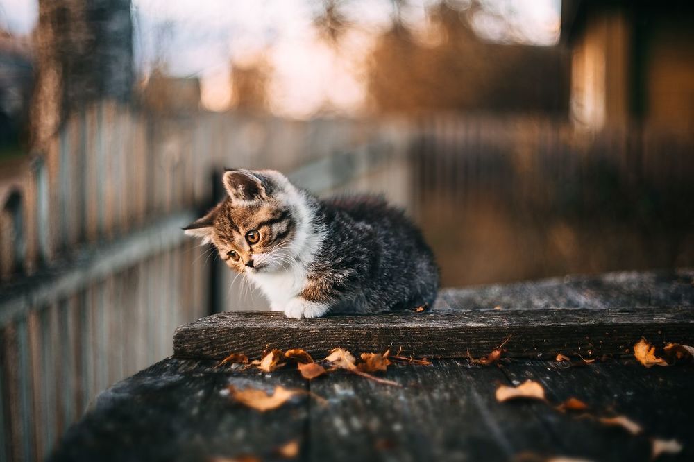 Котейка