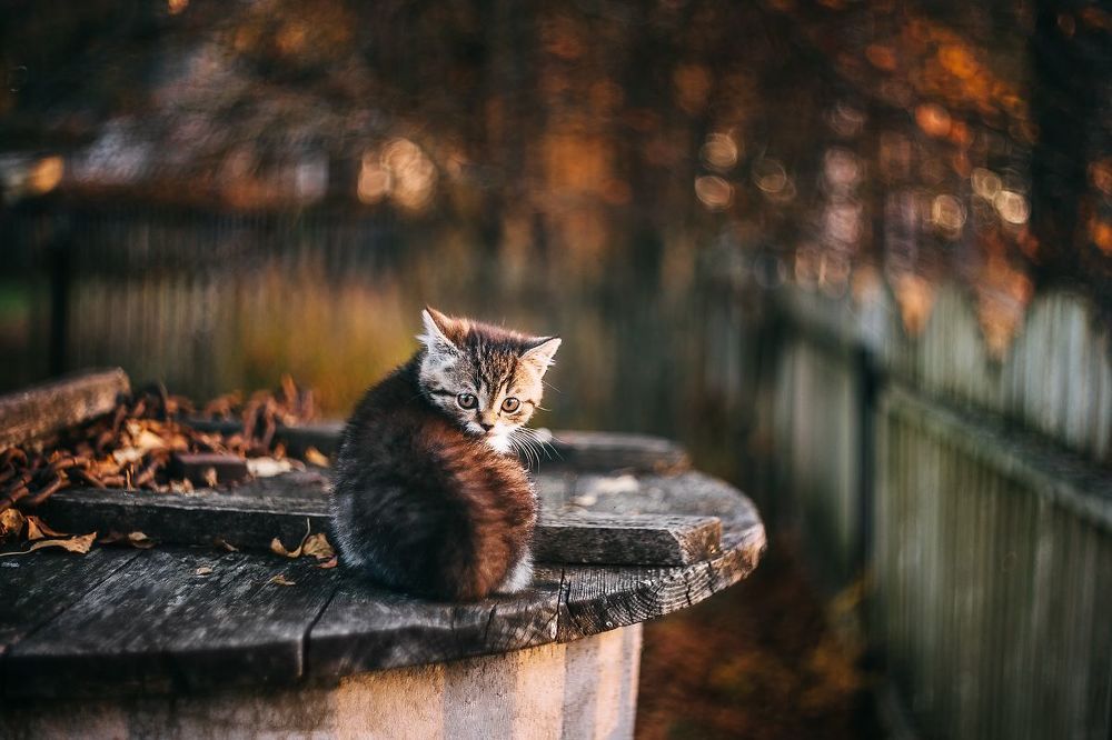 Котейка