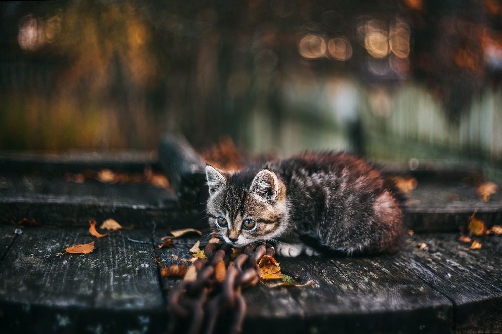 Котейка