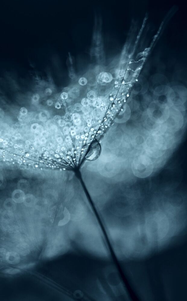 Bokeh Dandelion