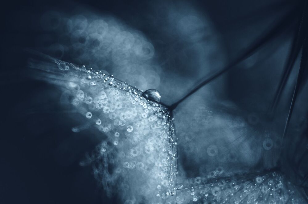 Bokeh Dandelion