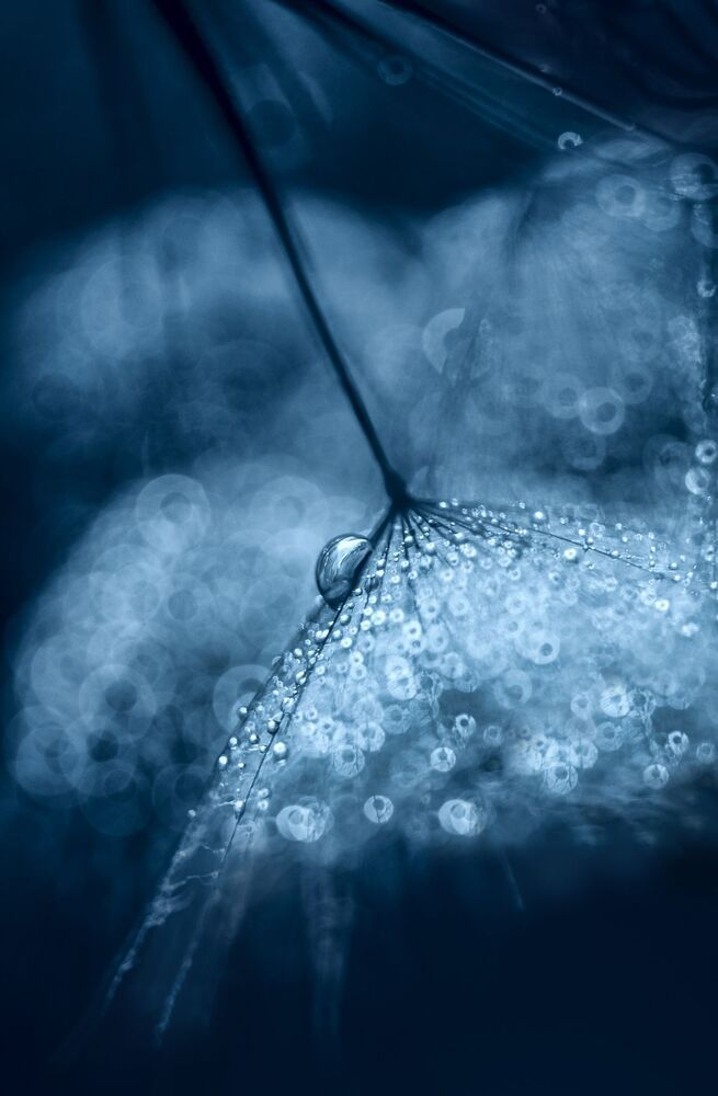 Bokeh Dandelion