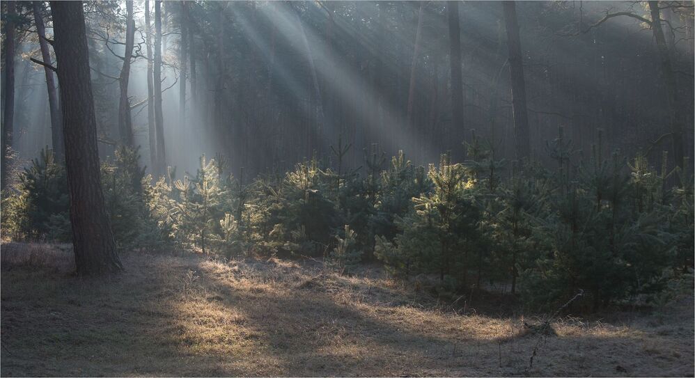 в бору.мартовское утро....