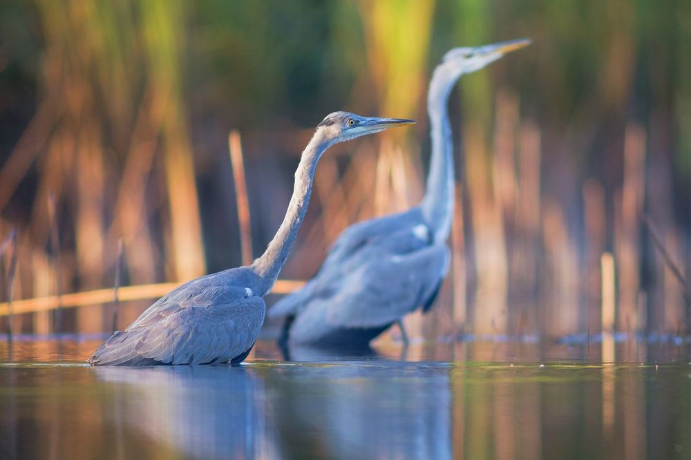 Autumn herons I