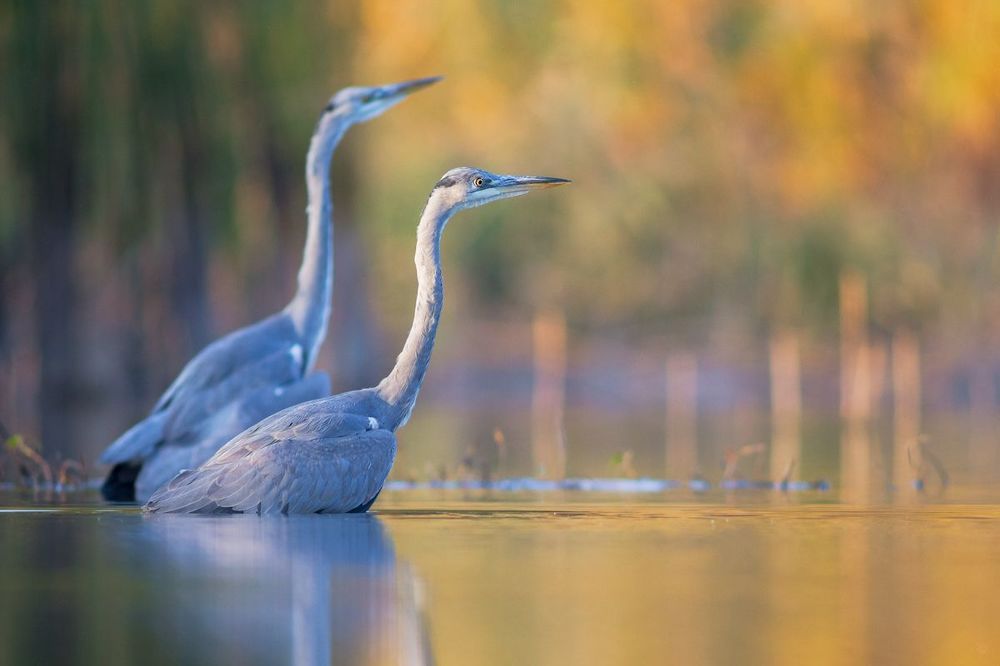 Autumn herons II