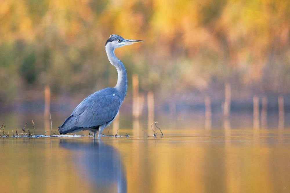 Autumn herons III