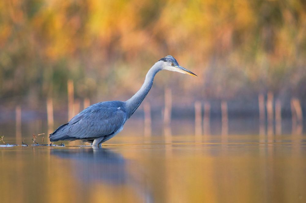 Autumn herons IV