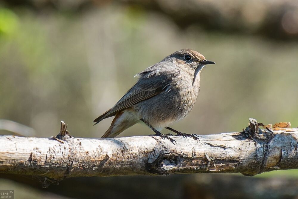Phoenicurus ochruros. Female
