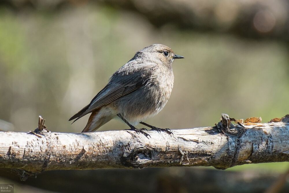 Phoenicurus ochruros. Female