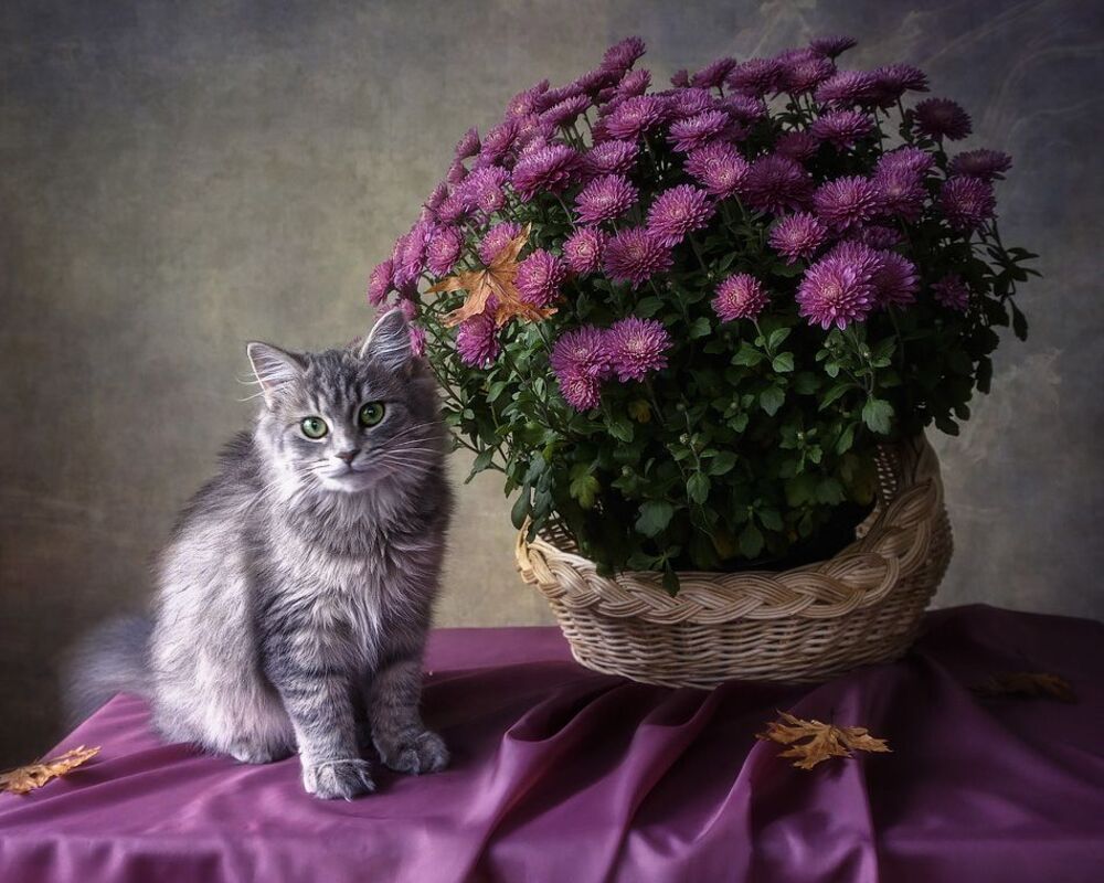 Мой любимый куст хризантем расцвел