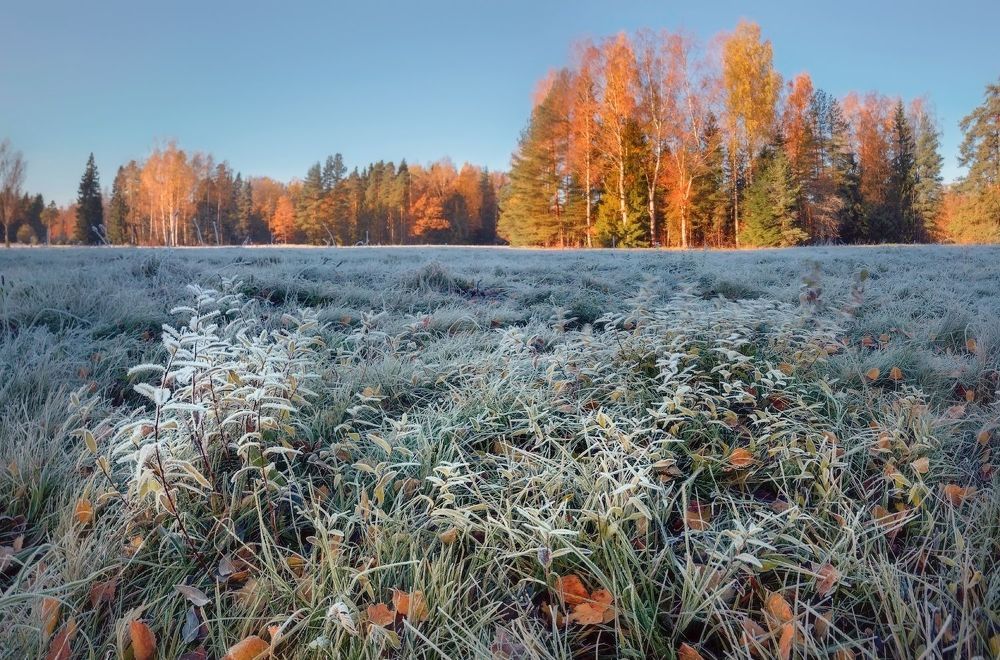 Осень с привкусом зимы. . . .