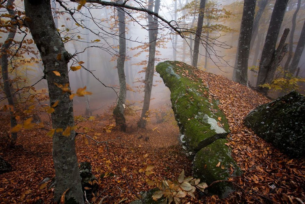 Mystery forest...