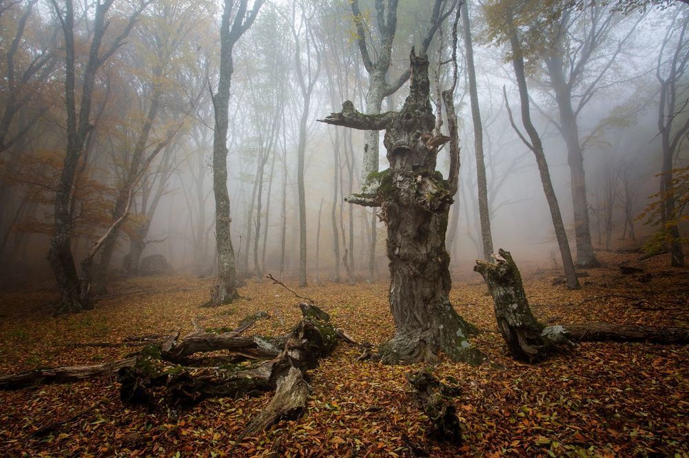 Mystery forest...