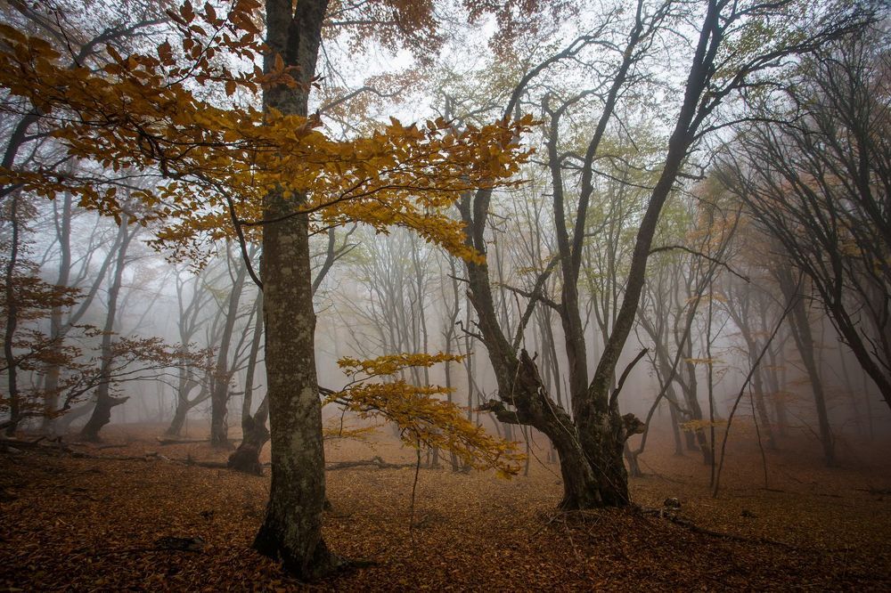 Mystery forest...