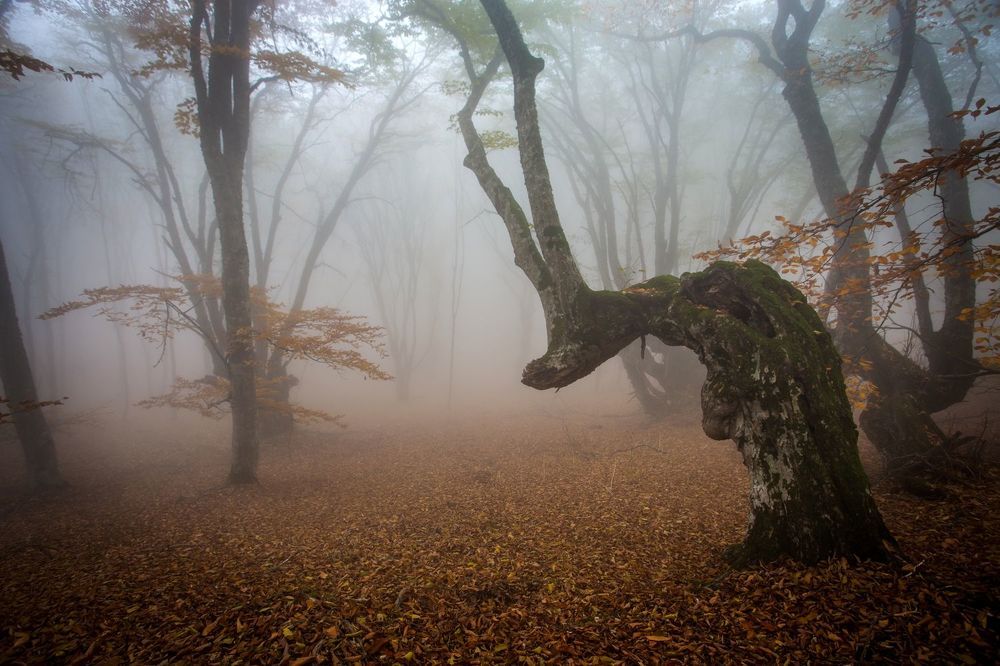 Mystery forest...