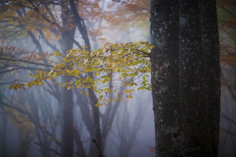 Mystery forest...