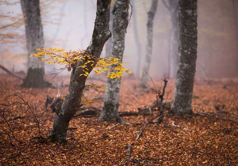 Mystery forest...