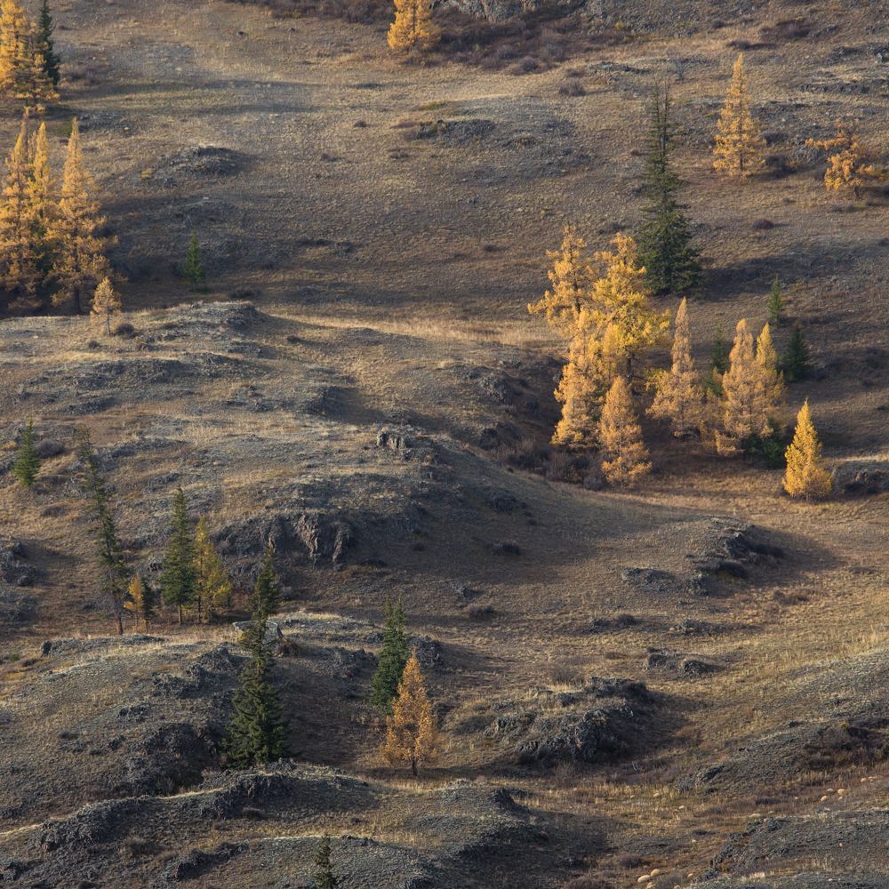 Курайская степь