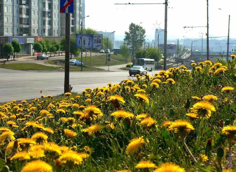 Одуванчики фото превью