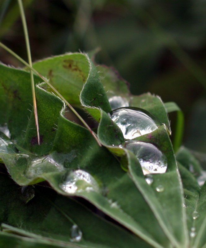 капля **** фото превью