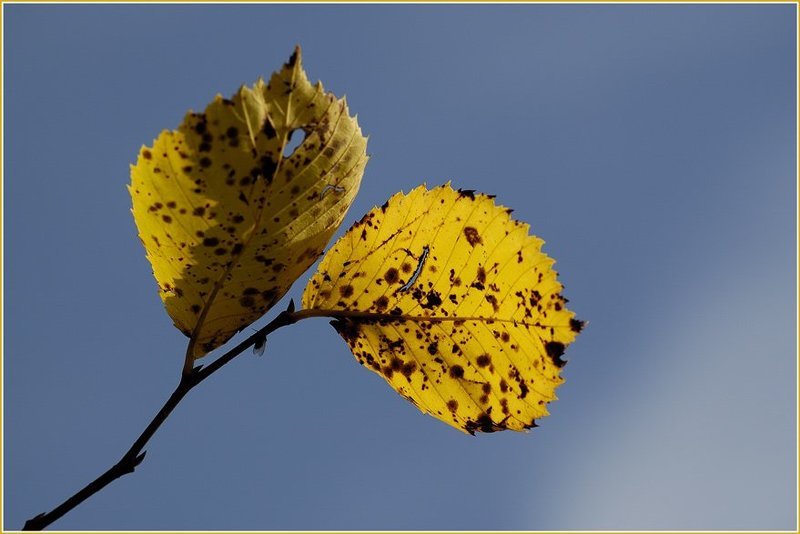 лист, осень, макро, небо *** фото превью