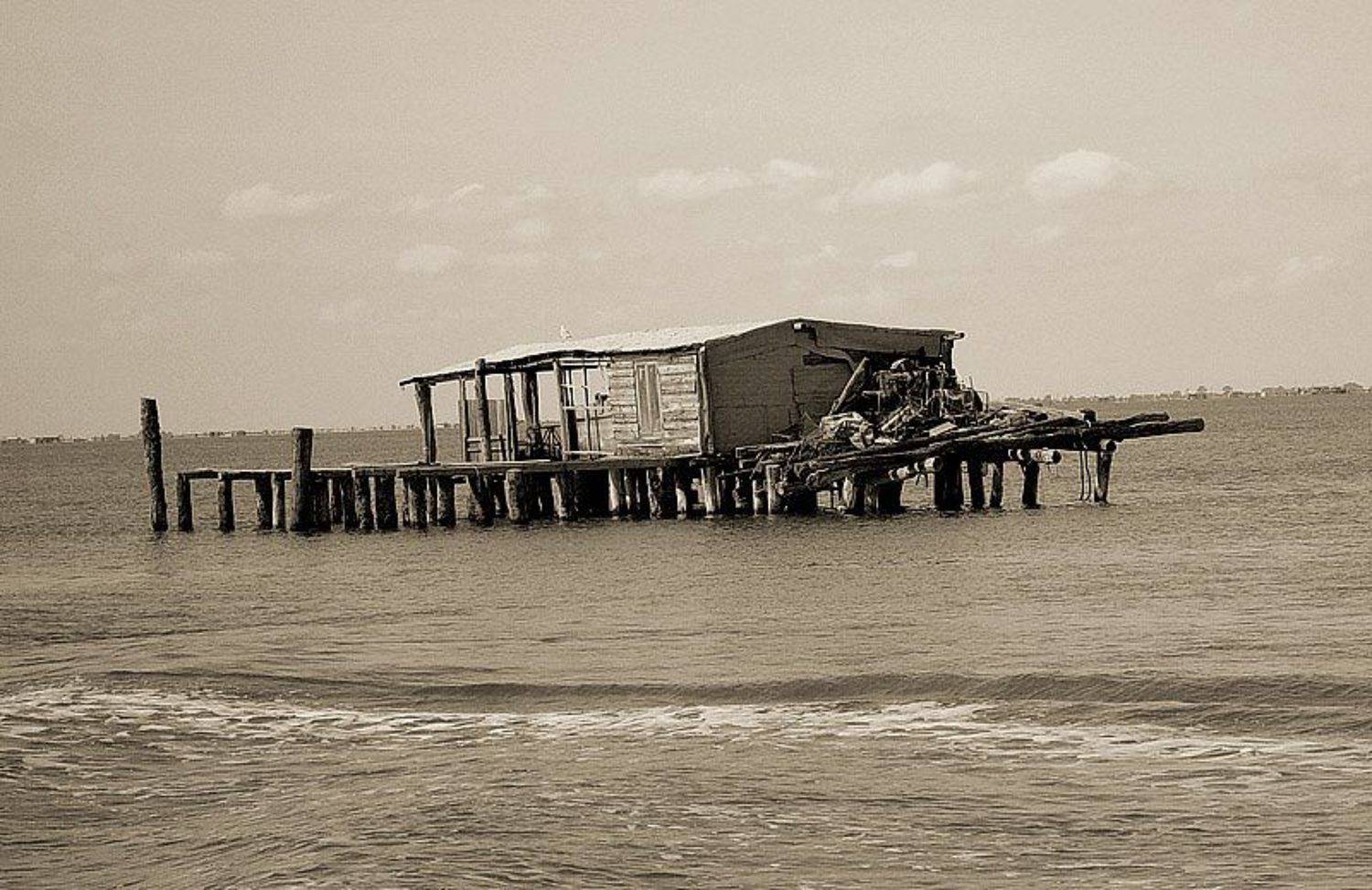 Италия. Венеция, сепия, Racoon