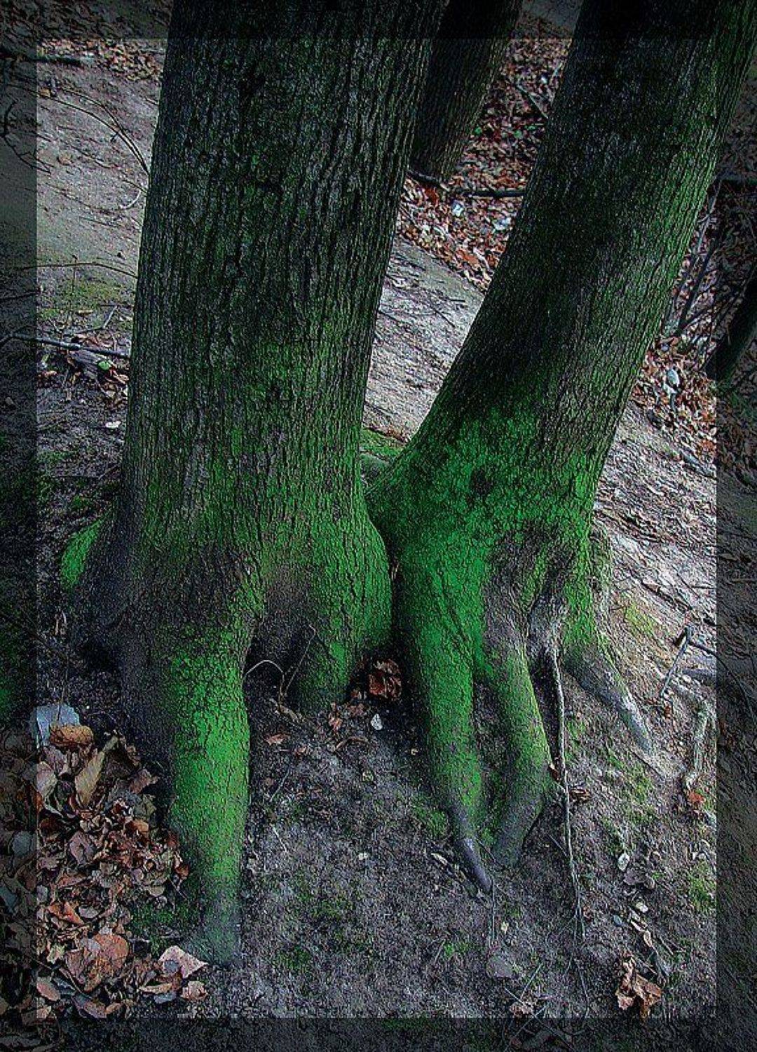 Лес, природа, Racoon