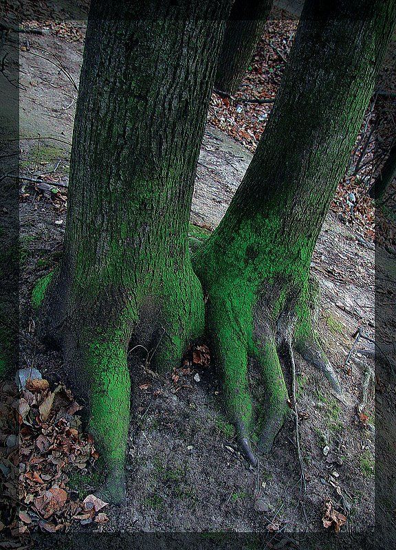 Лес, природа  фото превью