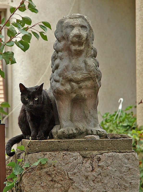 кошка  фото превью