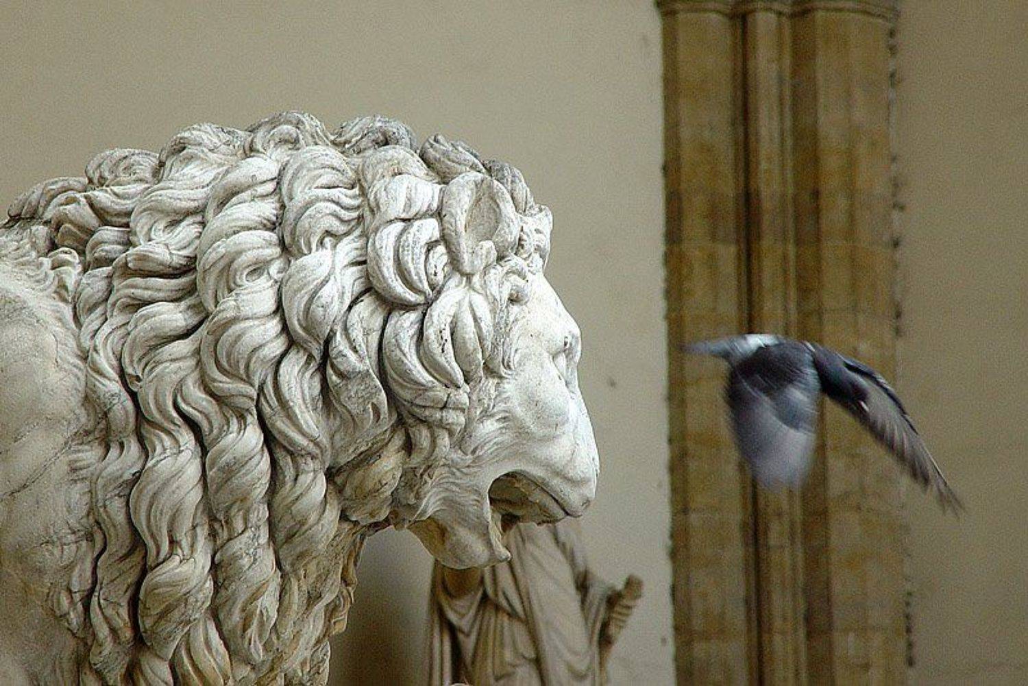 Флоренция, Racoon