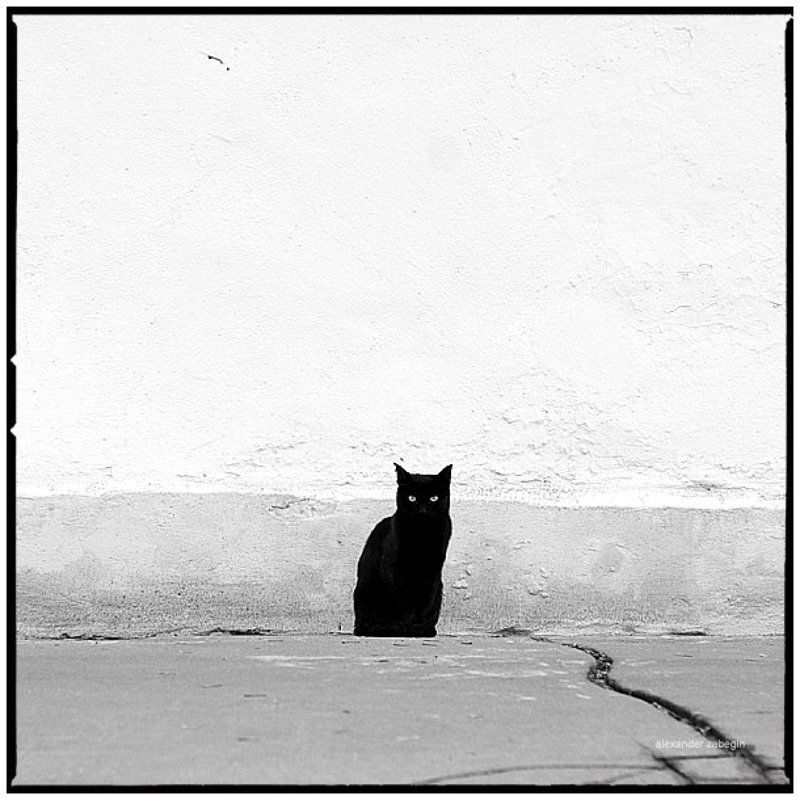 кошка, кот, улица, москва, devil, cat, moscow, zabegin devil_inside фото превью