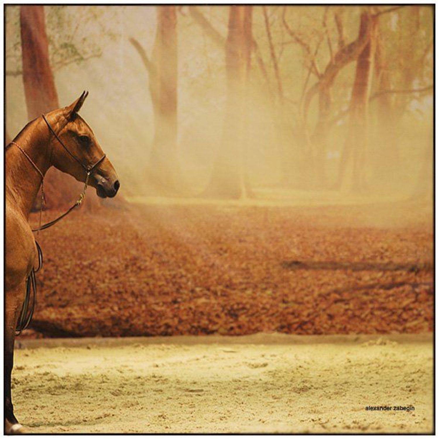 золото, лошадь, лошади, конь, gold, horses, horse, equi, zabegin, Alexander Zabegin